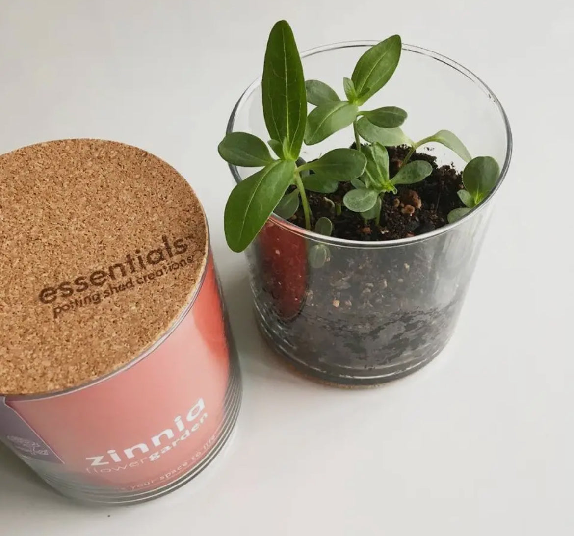 Zinnia Zen Garden Gift
