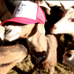 Logo Goat Trucker Hat: Red/White/Blue