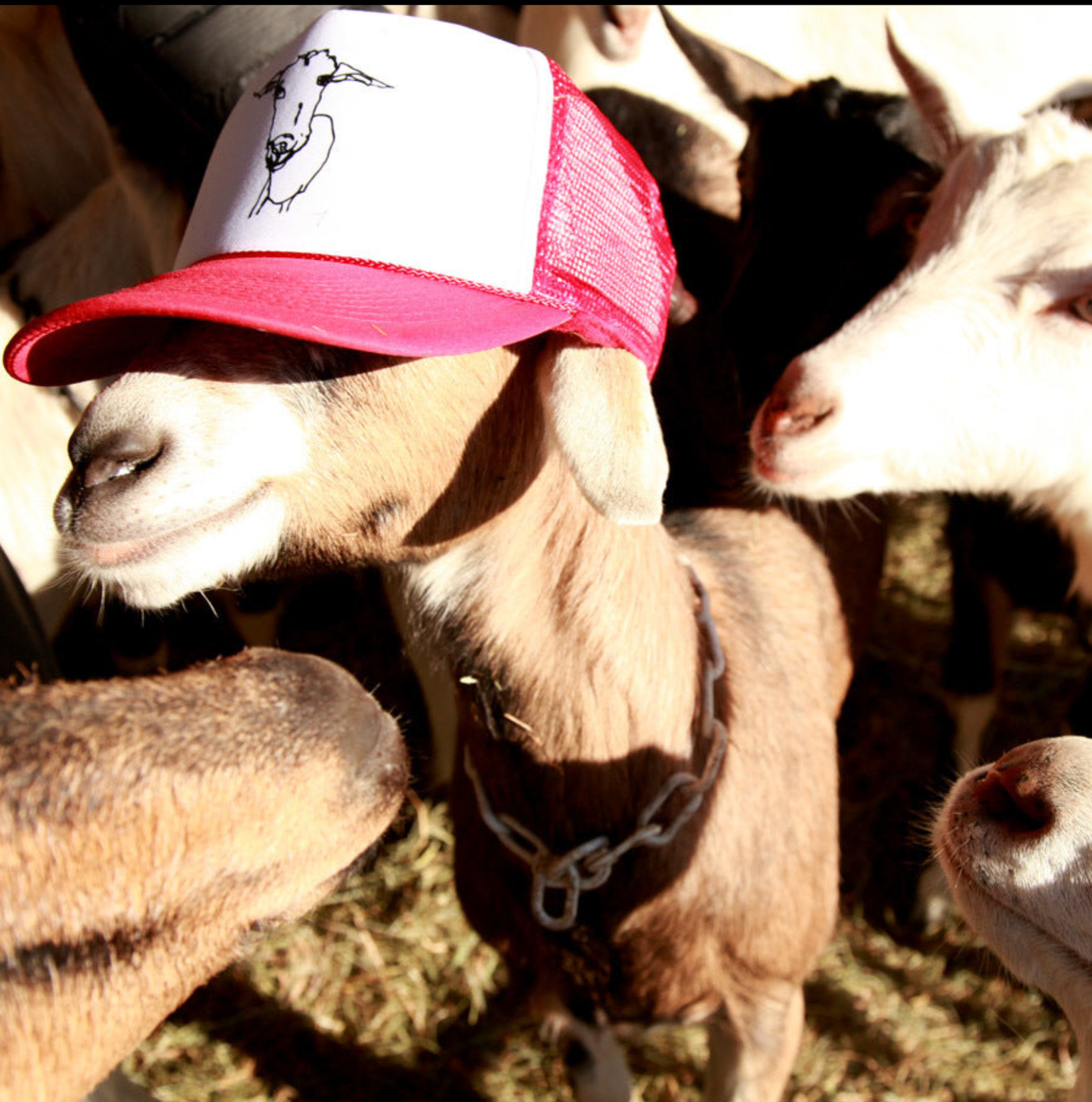 Logo Goat Trucker Hat: Red/White/Blue
