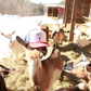 Logo Goat Trucker Hat: Red/White/Blue