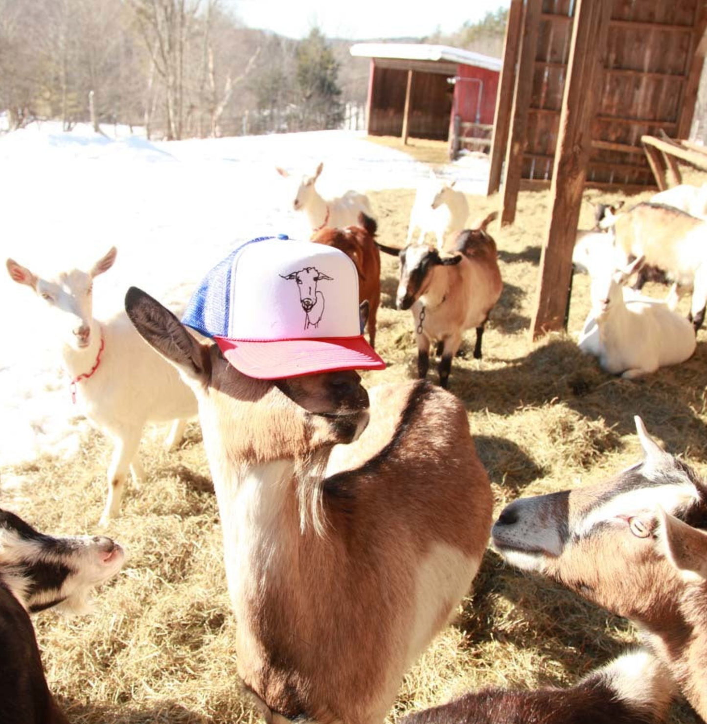 Logo Goat Trucker Hat: Red/White/Blue