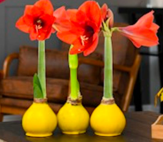 Waxed Amaryllis Bulb-Yellow