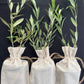 30 Multi-Branch Olive Trees in Burlap