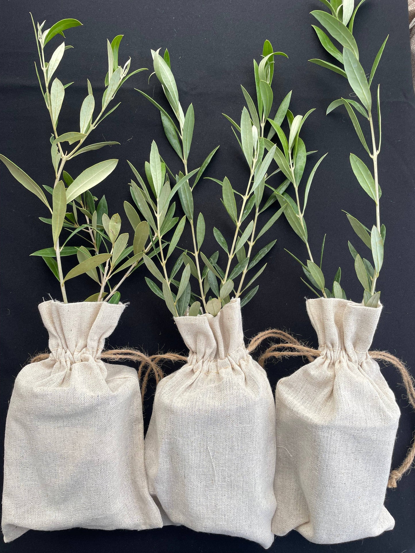 30 Multi-Branch Olive Trees in Burlap