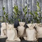 30 Multi-Branch Olive Trees in Burlap
