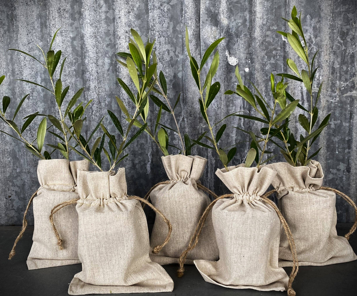 30 Multi-Branch Olive Trees in Burlap