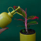 Plant Mister : Palm